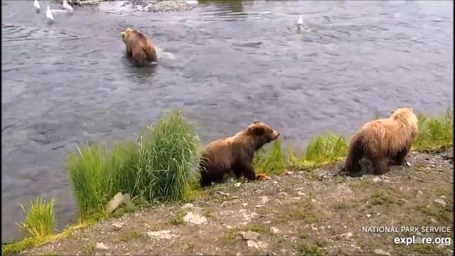 Медведи Катмай. Аляска -  Bears Of Katmai. Alaska