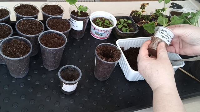 Занимаюсь посадкой, пересадкой того что взошло и подр? смотреть онлайн