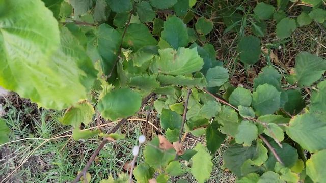 Фундук Трапезунд. Крым. Урожай. Последний месяц лета. смотреть онлайн