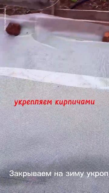 Укрываем укроп на зиму