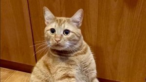 Пришлось лечь спать голодным. Рыжик