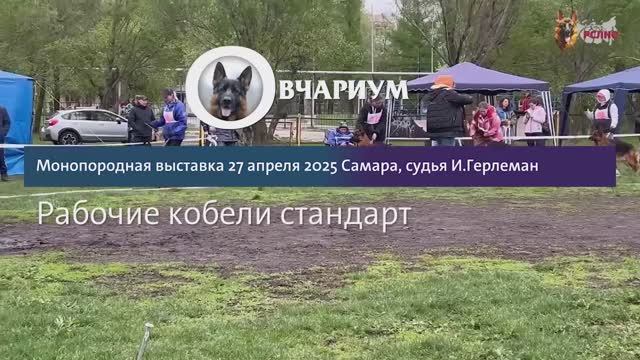РАБОЧИЙ КОБЕЛИ / КЧК САМАРА 27 апреля`25 И.Герлеман Моно немецких овчарок