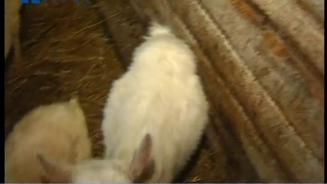 Телевизионная служба новостей (15 июля) смотреть онлайн