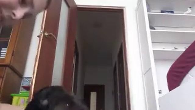 Новая собака Лейла