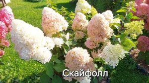 метельчатые гортензии «Самарская Лидия» и «Скайфолл»