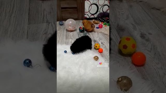 Миниатюрная девочка шпиц🔥😍🤗 смотреть онлайн