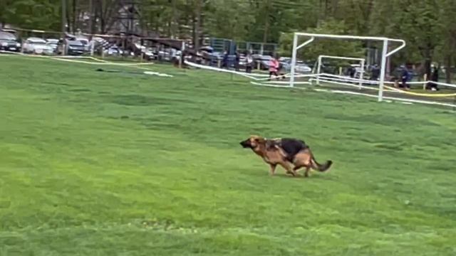 7 Отл. Antenor Hof REYSI +++ №47 / КЧК САМАРА 27 апреля`25 И.Герлеман Моно немецких овчарок