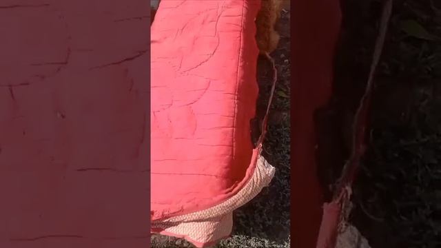 заводчики, как можно таких крошек сажать в клетки???? #к? смотреть онлайн