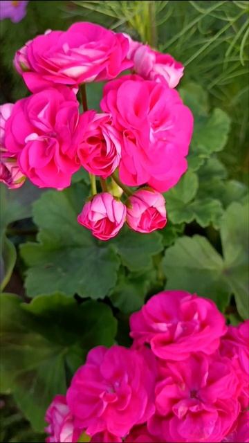 🌺🌺🌺Пеларгония розебудная 🤗🤗🤗 смотреть онлайн