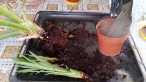 ПЕРЕСАДКА ГУЗМАНИИ ( СЕРДЦЕ МАТЕРИ)