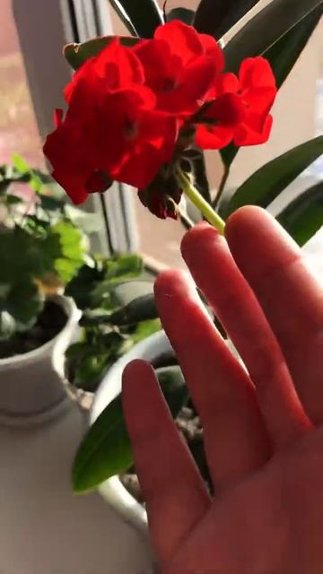 Пеларгония из семян . Пеларгония цветёт смотреть онлайн