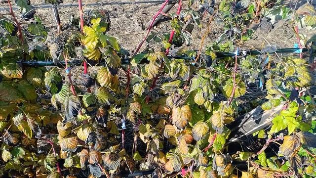 Осенняя искореняющая обработка сада на примере малин? смотреть онлайн