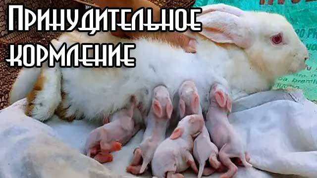 Принудительно кормим крольчат