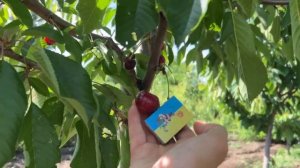 Дуже смачний та товарний сорт черешні Гігант Ред.