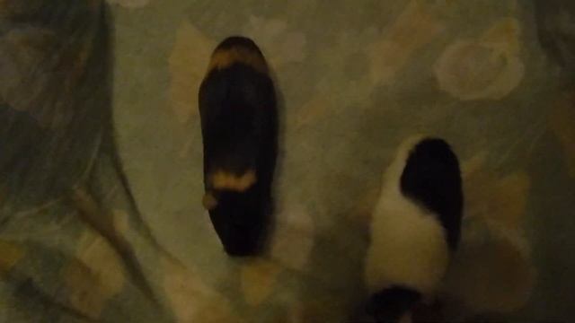 Жанна и Снежана 1-й сезон 2-я серия смотреть онлайн