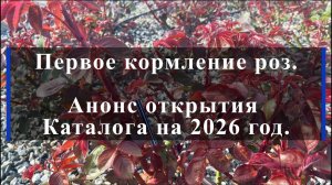 Первое кормление роз. Анонс открытия Каталога на 2026 год.