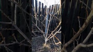 Обрезка диплоидной ОЛЫЧИ[СЛИВА] #садоводство #огород ?