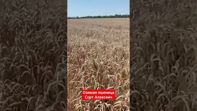 Уборка озимой пшеницы Алексеич | 20.06.2023 смотреть онлайн
