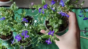 Черенкование лобелии