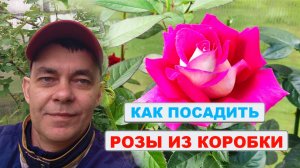 Киньте горсть ✊ этого УДОБРЕНИЯ вместо перегноя: РОЗЫ быстро приживутся и будут цвести все лето 🌹
