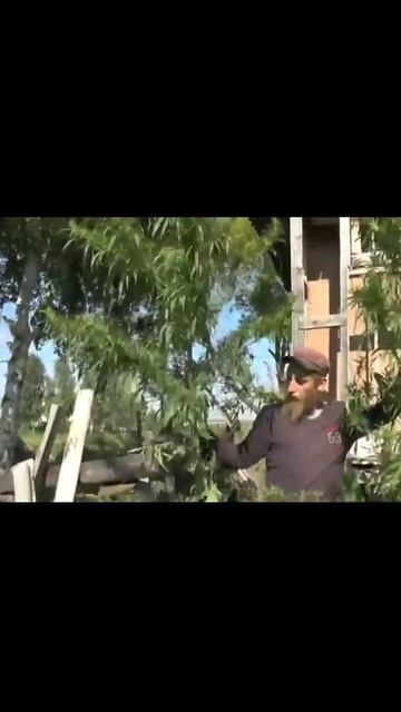 ОГРОМНЫЕ КУСТЫ ТРАВЫ В ПОТЕРЯЕВКЕ смотреть онлайн