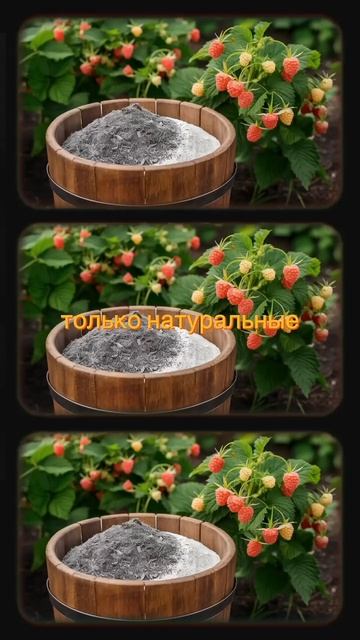 Как вырастить малину размером с монету? #урожай #овощи смотреть онлайн