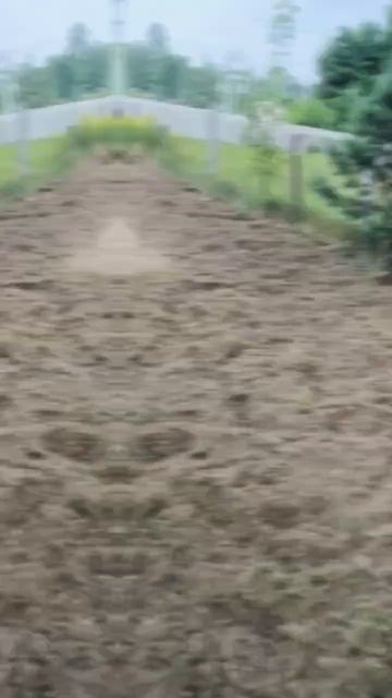 #участОК#культивация#садоваяобрезка#газон#покостравы смотреть онлайн