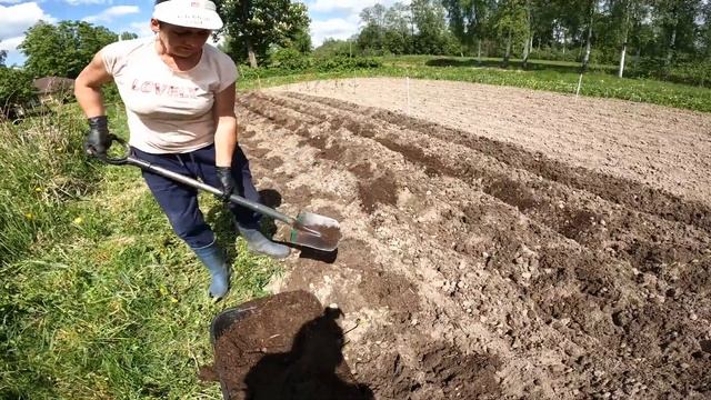Второй раз сажаем картошку при помощи бороздодела и о? смотреть онлайн