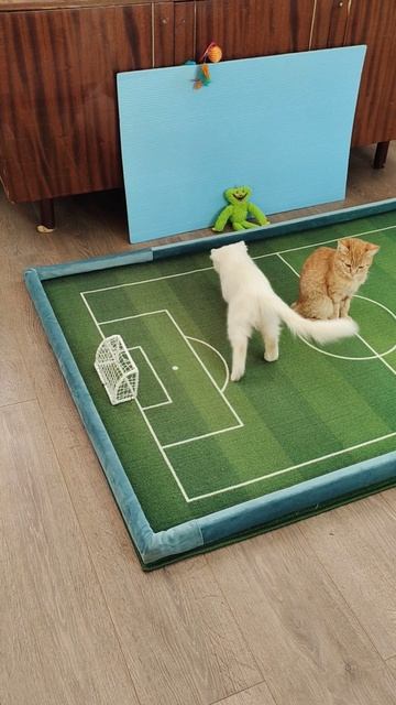 ⚽ 🏆 Футбол. Чемпионат мира среди котят. 06, 05, 2025 Шорты смотреть онлайн