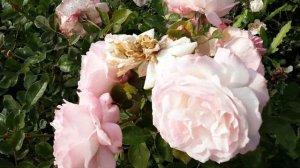 Розенфасцион - роза флорибунда. Питомник Роз Полины Ко