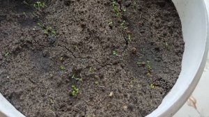 Как вырастить Майоран на подоконнике из семян