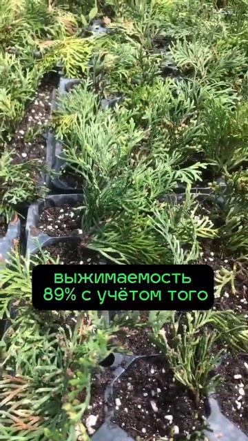 Как создать питомник хвойных смотреть онлайн