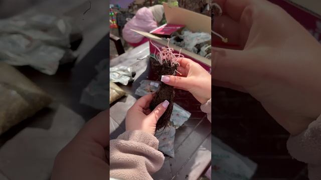 Влітку буде квітково😍🥰 #shortvideo #garden #українськийблог? смотреть онлайн