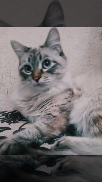 Смешные котики. Котик - звезда. #shorts смотреть онлайн