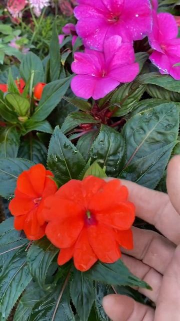 В продаже новогвинейский бальзамин смотреть онлайн