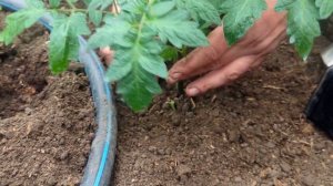 Основные ПРАВИЛА Посадки ТОМАТОВ в Теплице.Три СЕКРЕТ