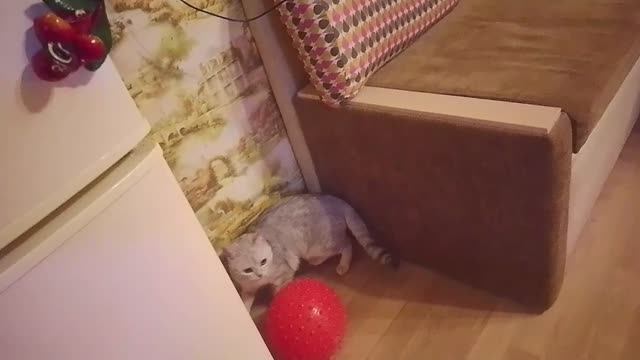 Прикольные коты и кошки День второй смотреть онлайн