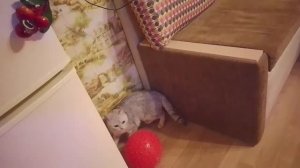 Прикольные коты и кошки День второй