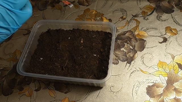 Посадка разных сортов томатов.12.03.2025 года смотреть онлайн