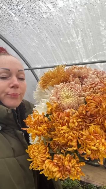 #сад #цветы #хризантемамультифлора #растения #хризанте смотреть онлайн