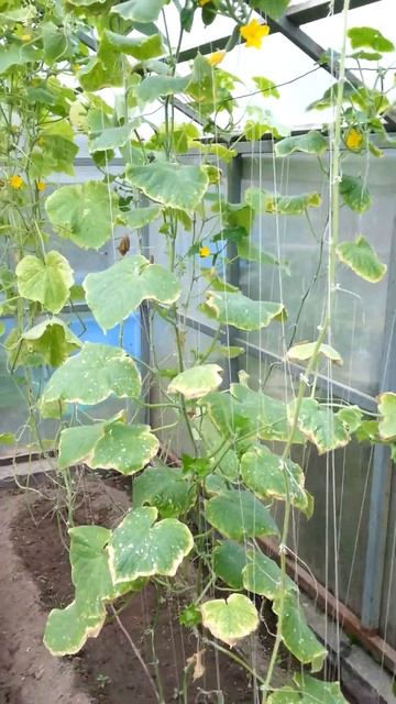 ahoot.ru #ОГУРЦЫ ГУМАТ КАЛИЯ В ПОМОЩЬ в этот сложный по пог смотреть онлайн