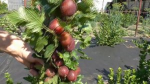 ЗВЕЗДОЧЕТ и ГАЛАТЕЯ.  Лучшие сорта крыжовника.  Удивля?