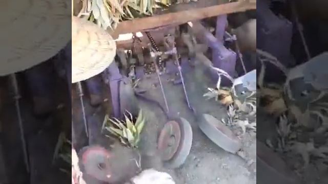 Посадка ананасов 🍍 Бразилия смотреть онлайн