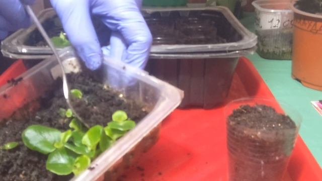 15 марта 2025 г. Марафон. Уход за ВЕЧНОЦВЕТУЩЕЙ бегонией, ? смотреть онлайн