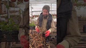 Разговариваем про пионы . Проращивание слепых корней ?