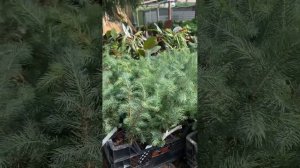 Ели обзор! Глаука Маджестик блю и Глаука Глобоза