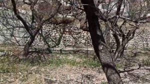 Расстояние между большими деревьями