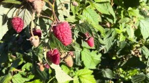 Ремонтантная малина «Брянское диво» 2024 год.