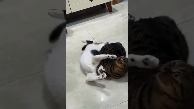 Видео про смешных котиков 🙃🐈🐈🐱