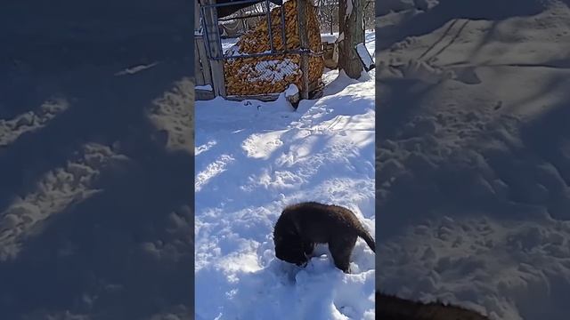 Солнце ярко светит и снежок блестит.